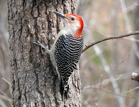 Picture of a red-bellied woodpecker (Melanerpes carolinus)