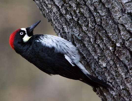 Picture of a acorn woodpecker (Melanerpes formicivorus)