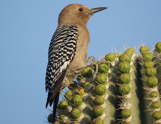 Picture of a gila woodpecker (Melanerpes uropygialis)