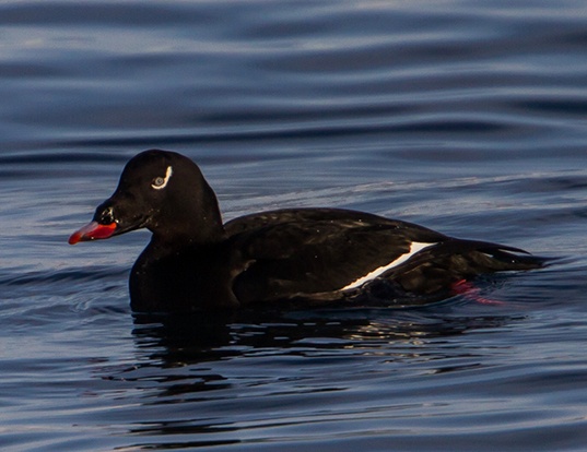 Picture of a white-winged scoter (Melanitta deglandi)