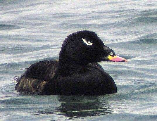 Picture of a velvet scoter (Melanitta fusca)