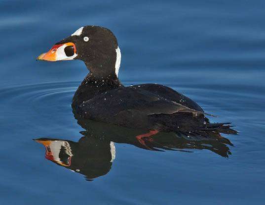 Picture of a surf scoter (Melanitta perspicillata)