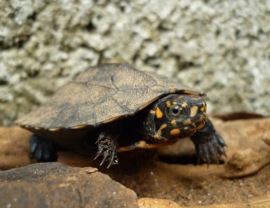 Picture of a indian black turtle (Melanochelys trijuga)