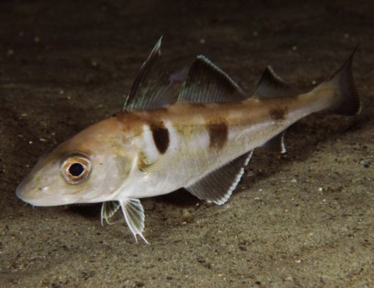 Picture of a haddock (Melanogrammus aeglefinus)