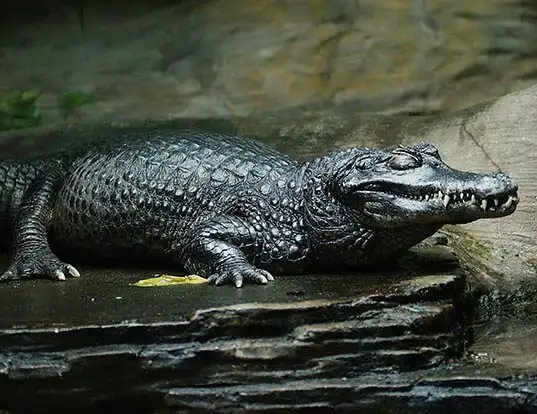 Picture of a black caiman (Melanosuchus niger)