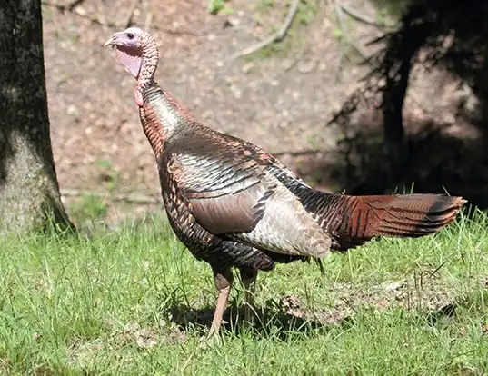 Picture of a wild turkey (Meleagris gallopavo)