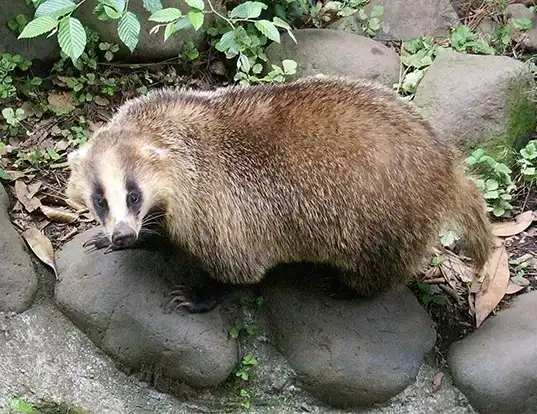 Picture of a japanese badger (Meles anakuma)