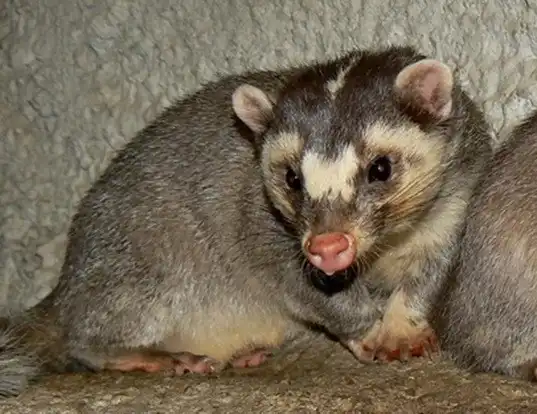 Picture of a small-toothed ferret-badger (Melogale moschata)