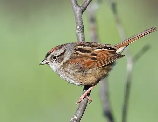 Picture of a swamp sparrow (Melospiza georgiana)