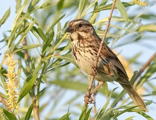 Picture of a song sparrow (Melospiza melodia)