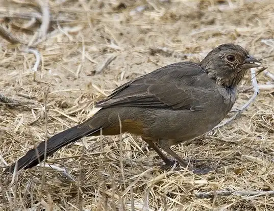 Picture of a california towhee (Melozone crissalis)