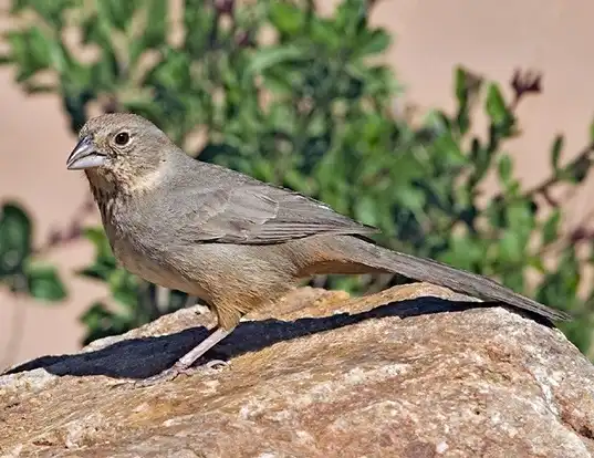 Picture of a canyon towhee (Melozone fuscus)