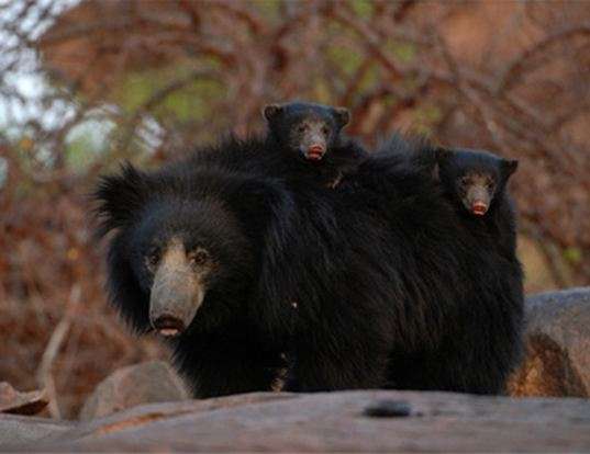 Picture of a sloth bear (Melursus ursinus)