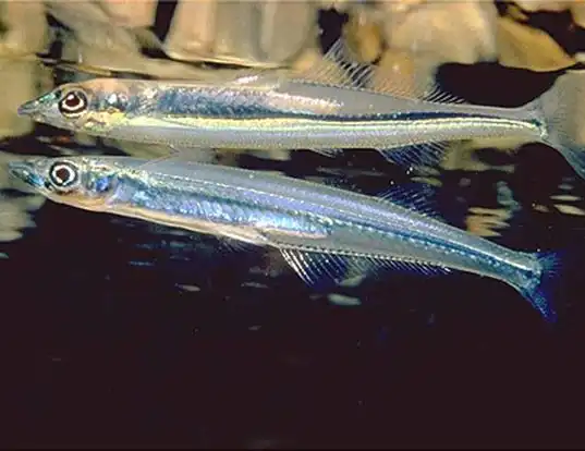 Picture of a atlantic silverside (Menidia menidia)