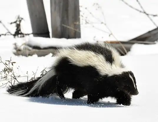 Picture of a striped skunk (Mephitis mephitis)