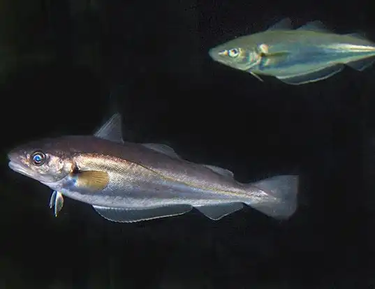 Picture of a whiting (Merlangius merlangus)