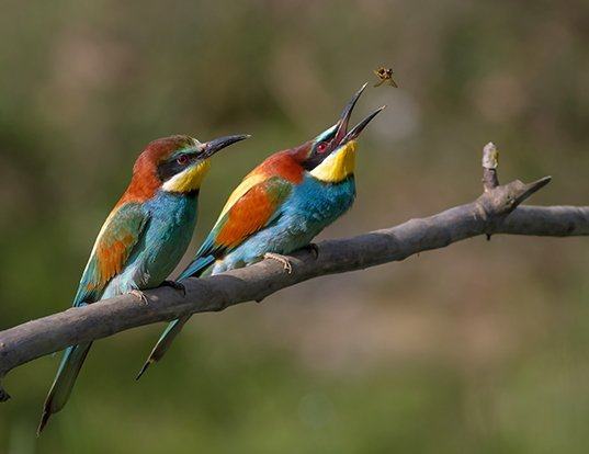 Picture of a european bee-eater (Merops apiaster)