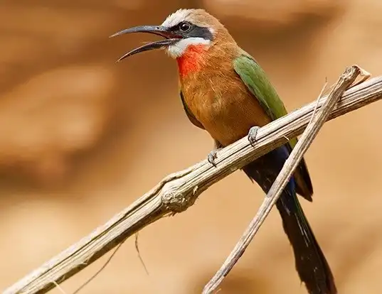 Picture of a white-fronted bee-eater (Merops bullockoides)
