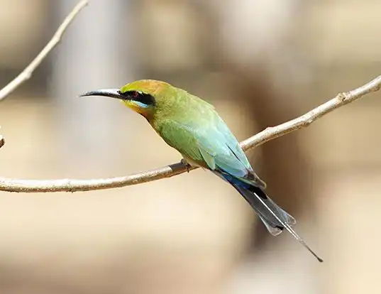 Picture of a rainbow bee-eater (Merops ornatus)