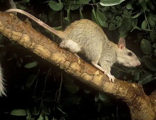 Picture of a golden-backed tree rat (Mesembriomys macrurus)