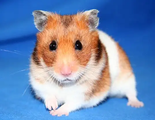 Picture of a golden hamster (Mesocricetus auratus)