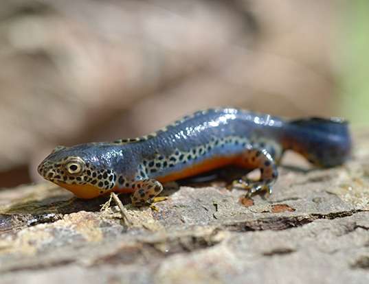 Picture of a alpine newt (Mesotriton alpestris)