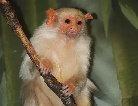 Picture of a silvery marmoset (Mico argentatus)