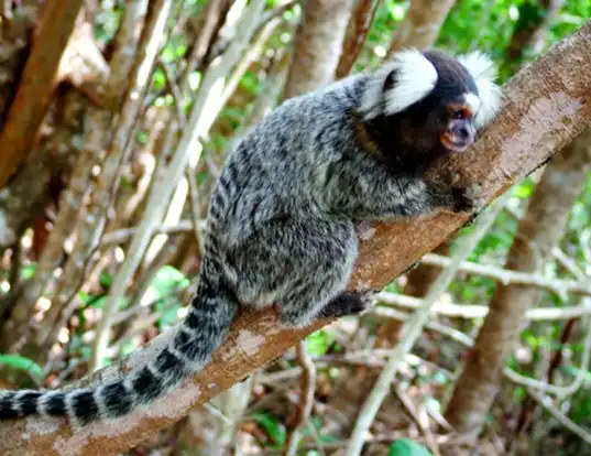 Picture of a tassel-eared marmoset (Mico humeralifer)