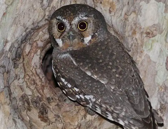 Picture of a elf owl (Micrathene whitneyi)