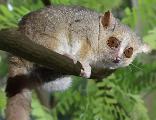 Picture of a gray mouse lemur (Microcebus murinus)