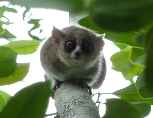 Picture of a rufous mouse lemur (Microcebus rufus)