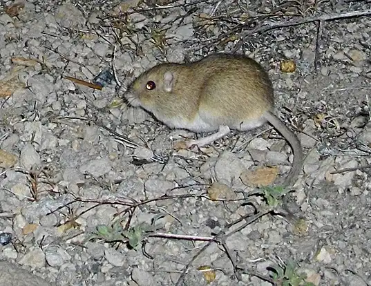Picture of a dark kangaroo mouse (Microdipodops megacephalus)