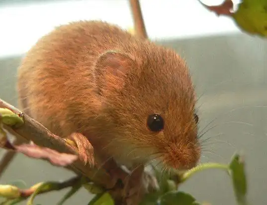 Picture of a old world harvest mouse (Micromys minutus)