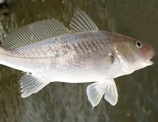 Picture of a atlantic croaker (Micropogonias undulatus)