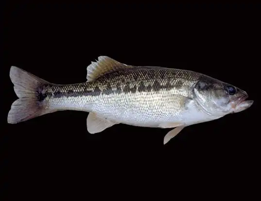 Picture of a spotted bass (Micropterus punctulatus)
