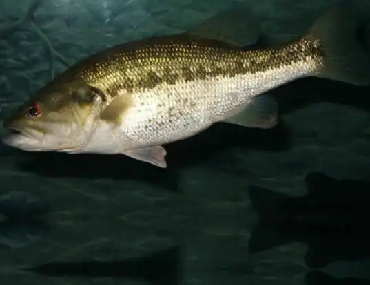 Picture of a largemouth bass (Micropterus salmoides)