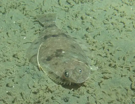 Picture of a dover sole (Microstomus pacificus)