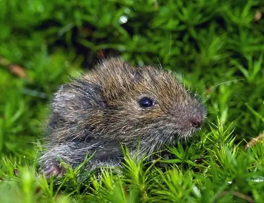 Picture of a field vole (Microtus agrestis)