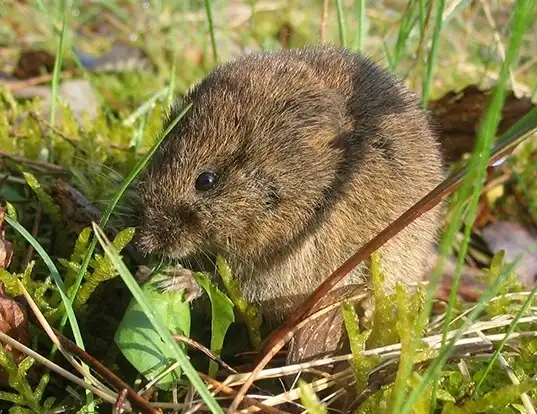 Picture of a vole (Microtus arvalis)