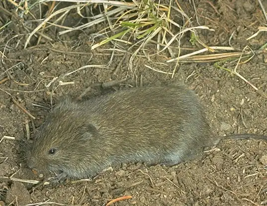 Picture of a long-tailed vole (Microtus longicaudus)