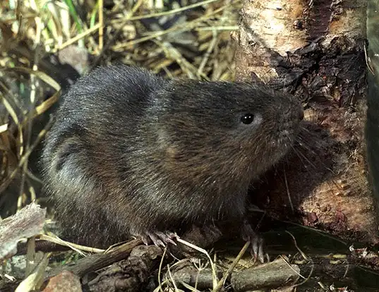 Picture of a root vole (Microtus oeconomus)