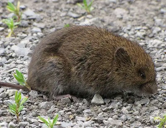 Picture of a chihuahua vole (Microtus pennsylvanicus)