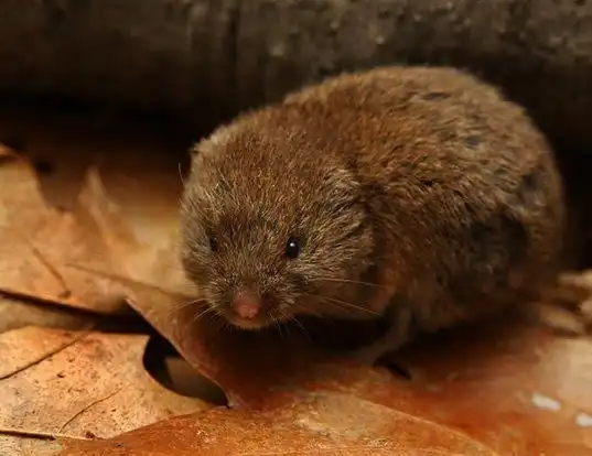 Picture of a woodland vole (Microtus pinetorum)