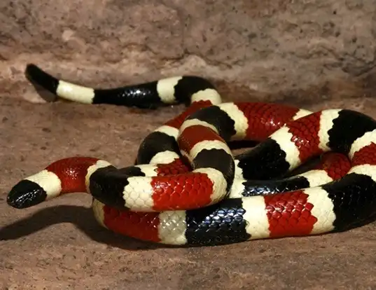 Picture of a sonoran coralsnake (Micruroides euryxanthus)