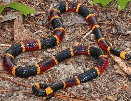 Picture of a eastern coral snake (Micrurus fulvius)