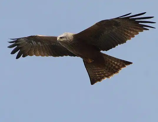 Picture of a black kite (Milvus migrans)