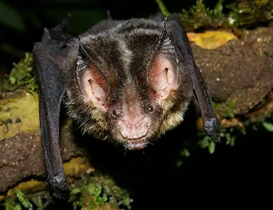 Picture of a striped hairy-nosed bat (Mimon crenulatum)