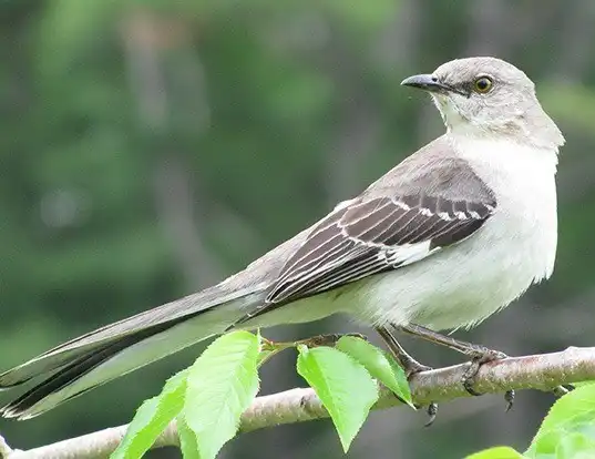 Picture of a northern mockingbird (Mimus polyglottos)