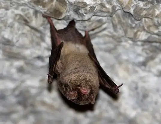 Picture of a schreiber's bent-winged bat (Miniopterus schreibersii)