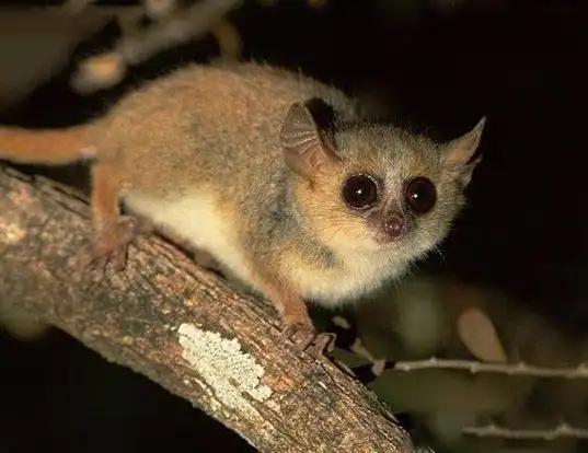 Picture of a coquerel's mouse lemur (Mirza coquereli)